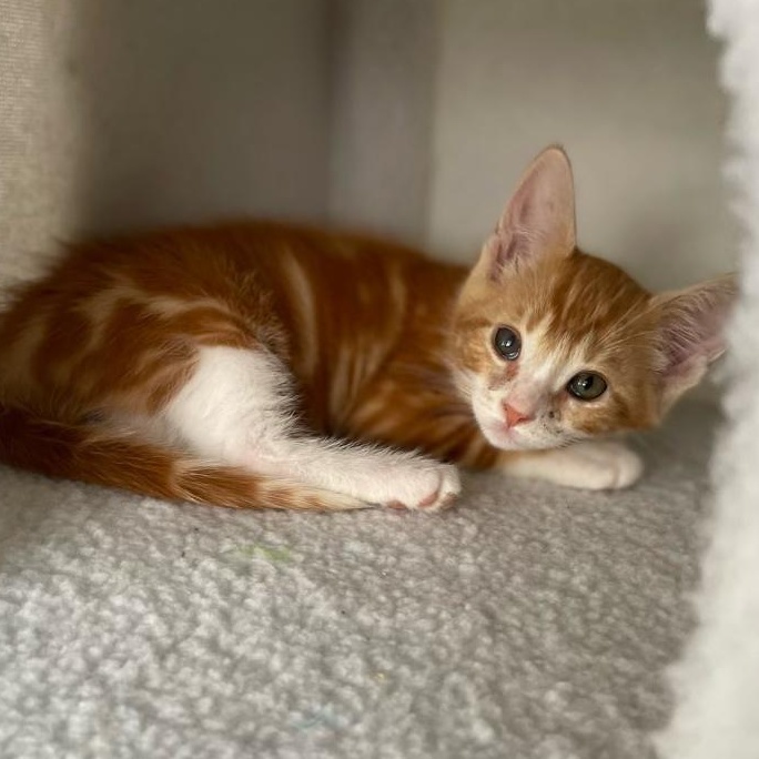 Pike, a Adoptable Domestic Short Hair in Riverside, CA image 1/2