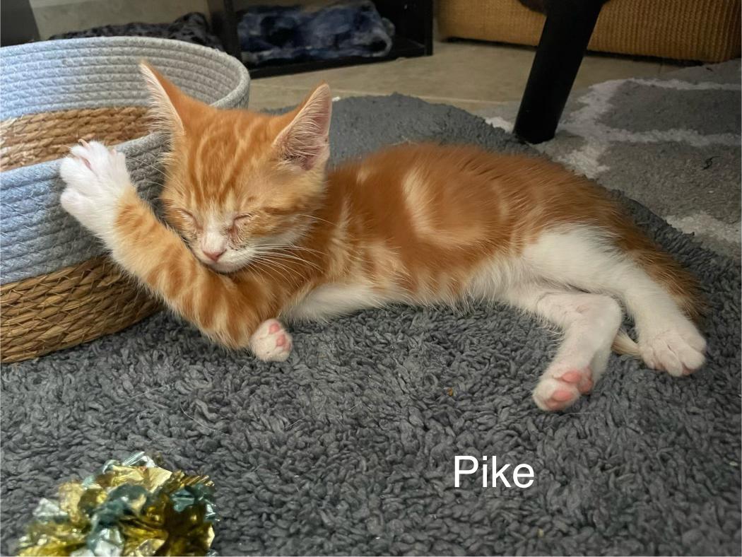 Pike, a Adoptable Domestic Short Hair in Riverside, CA image 2/2