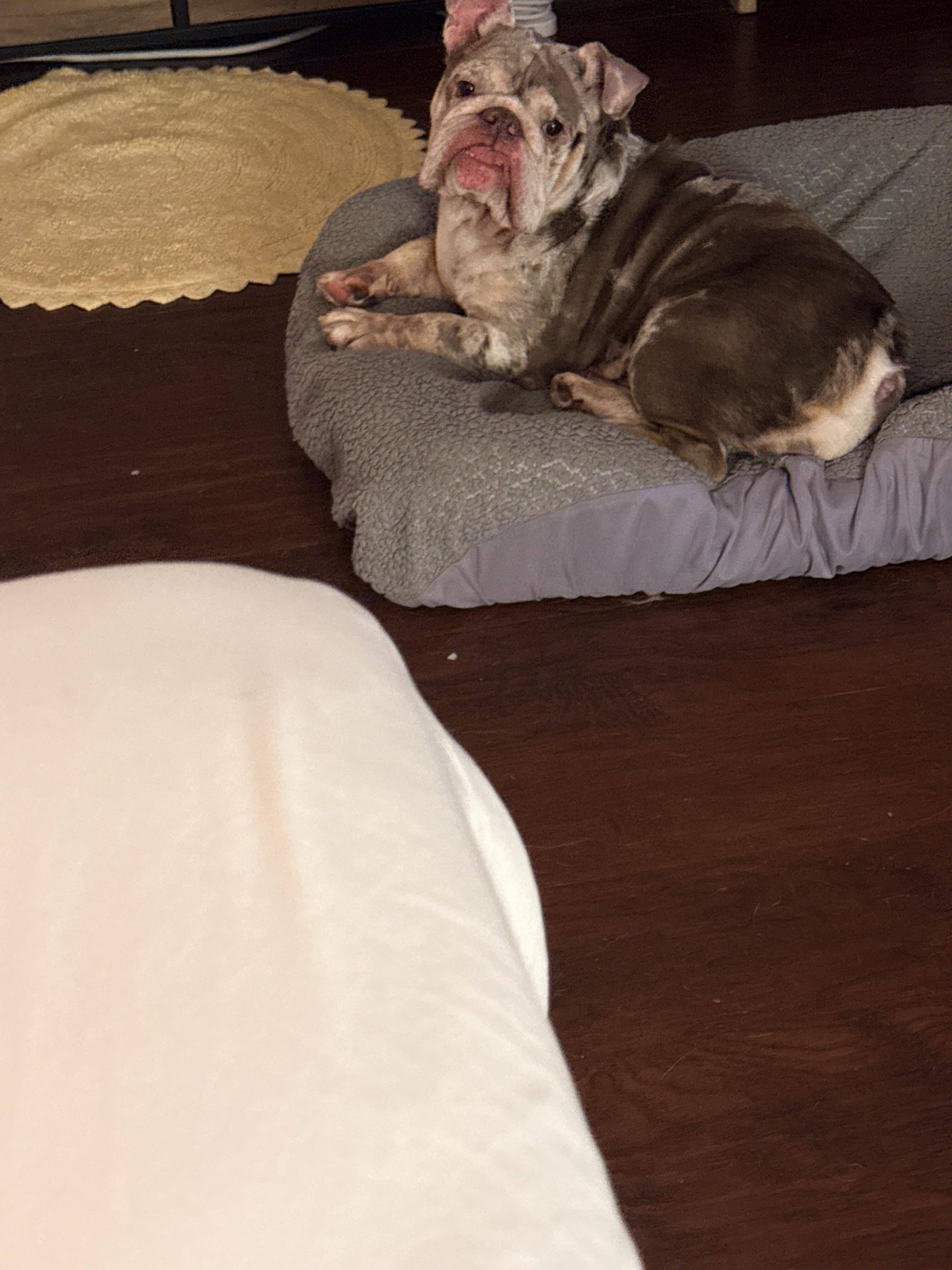 Enlarge Lilac, an adopted English Bulldog in Westminster, CA image 5/6
