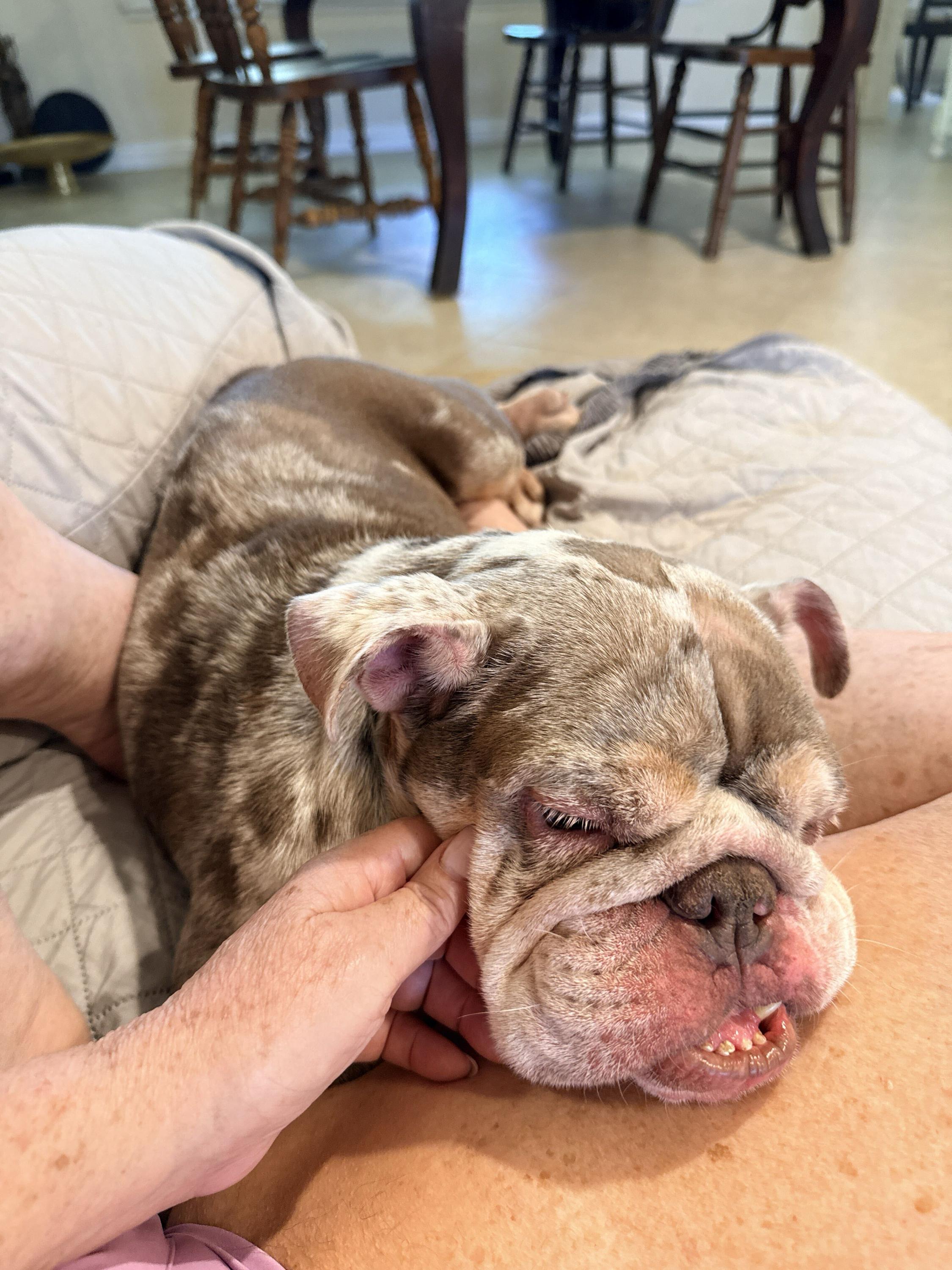 Enlarge Lilac, an adopted English Bulldog in Westminster, CA image 2/6