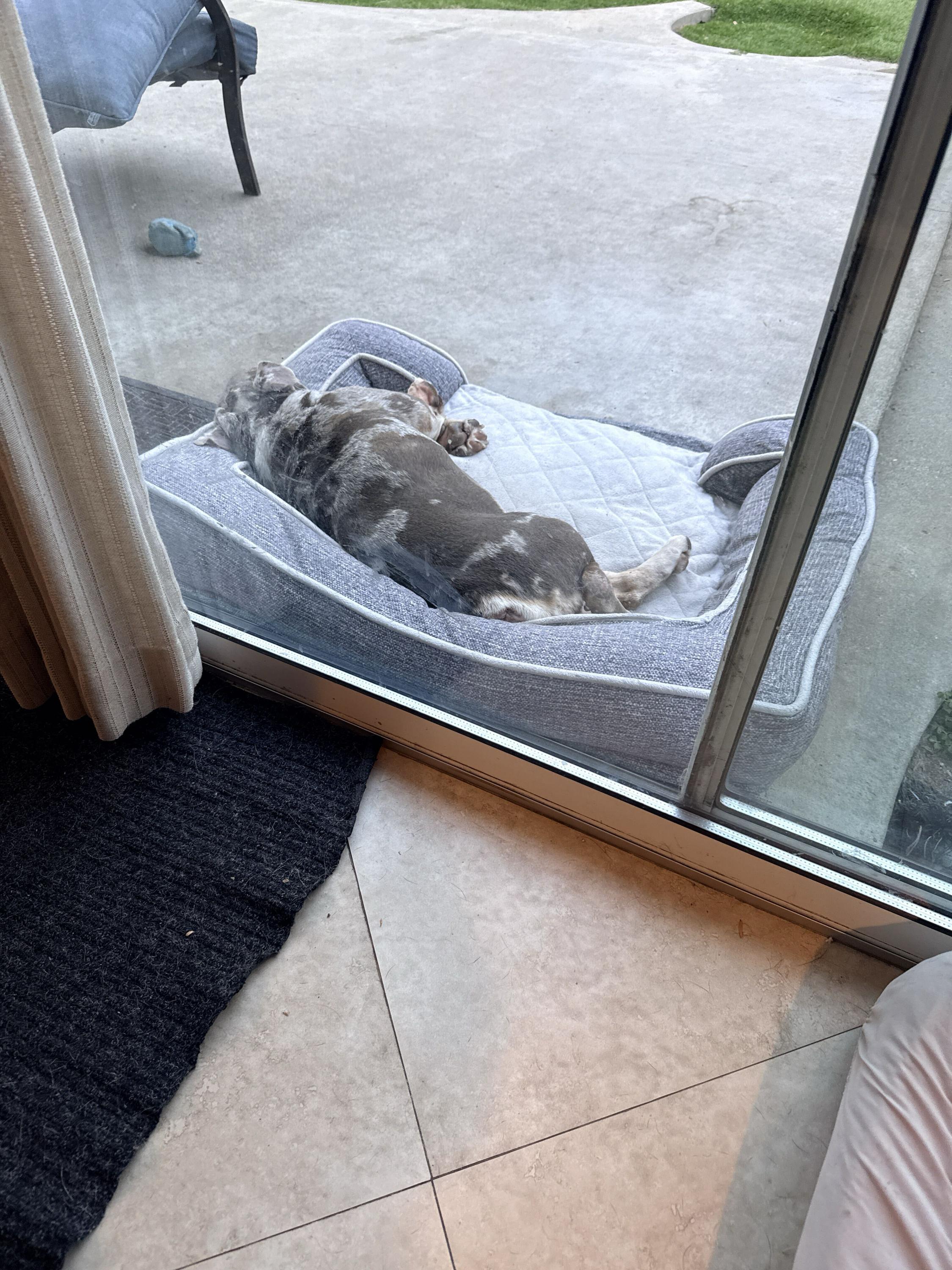 Enlarge Lilac, an adopted English Bulldog in Westminster, CA image 4/6