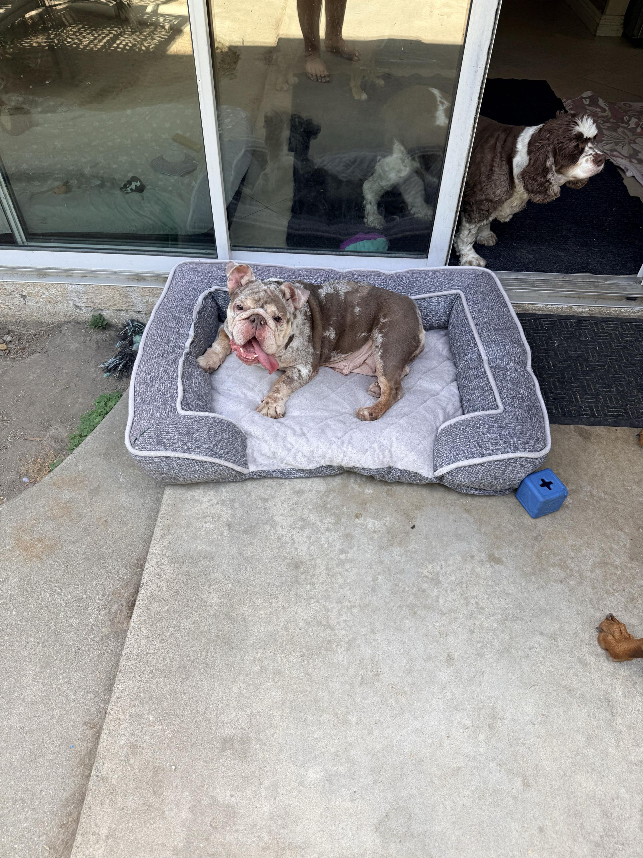 Enlarge Lilac, an adopted English Bulldog in Westminster, CA image 6/6