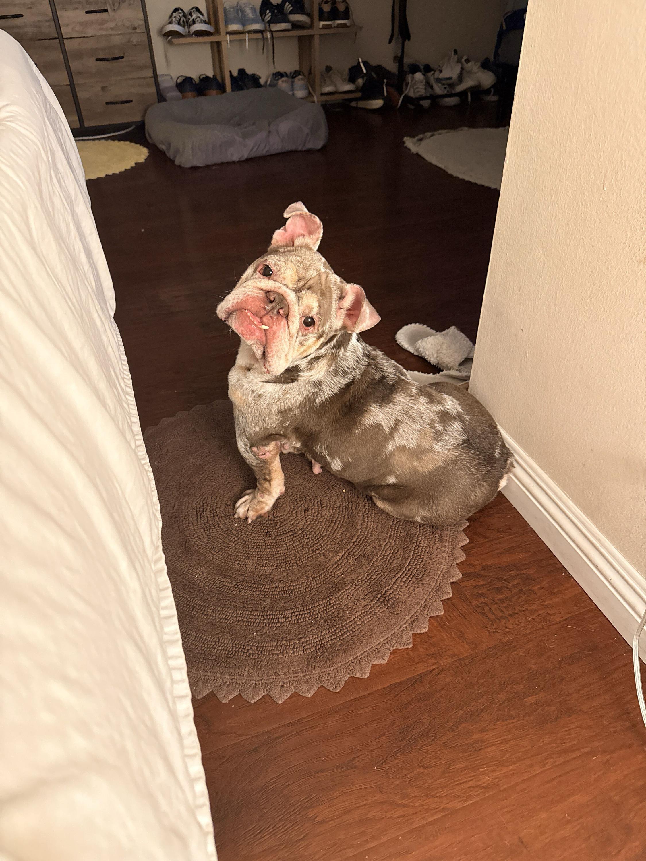 Lilac, adopted, Adult Female English Bulldog.