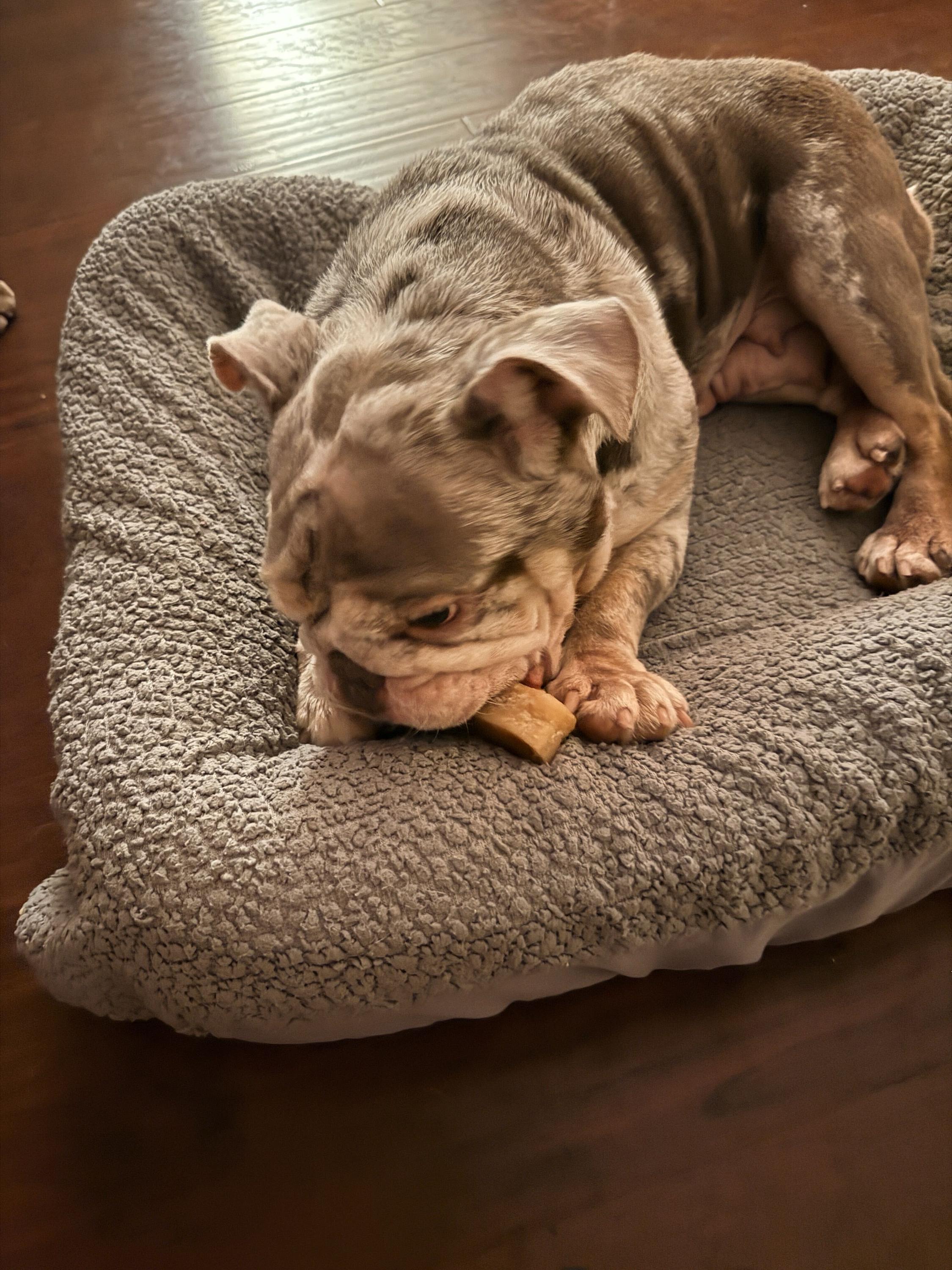 Enlarge Lilac, an adopted English Bulldog in Westminster, CA image 3/6