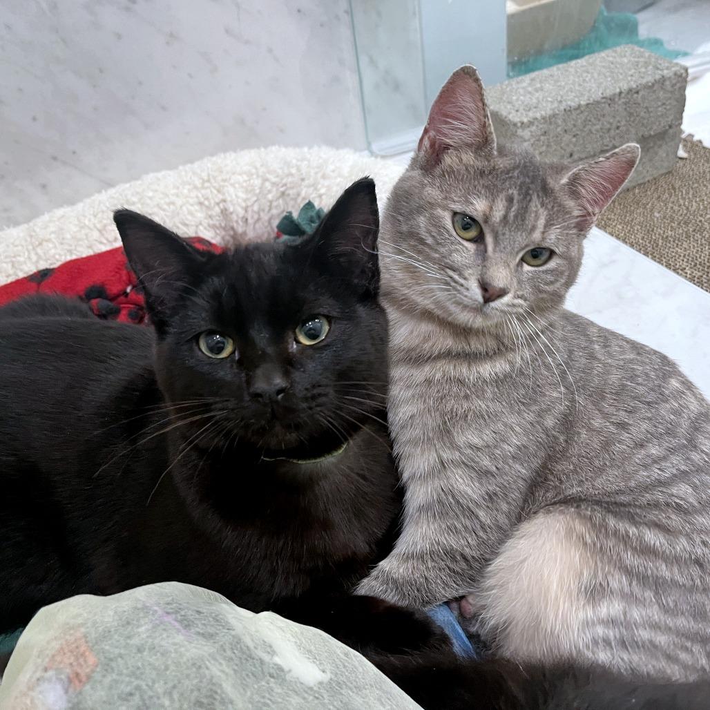 Beetroot, Adoptable, Young Male Domestic Short Hair.