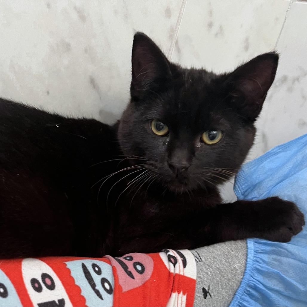 Enlarge Beetroot, a Adoptable mixed breed in Woodinville, WA image 2/6