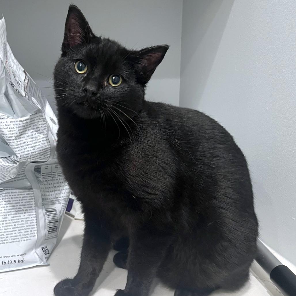 Enlarge Beetroot, a Adoptable mixed breed in Woodinville, WA image 3/6