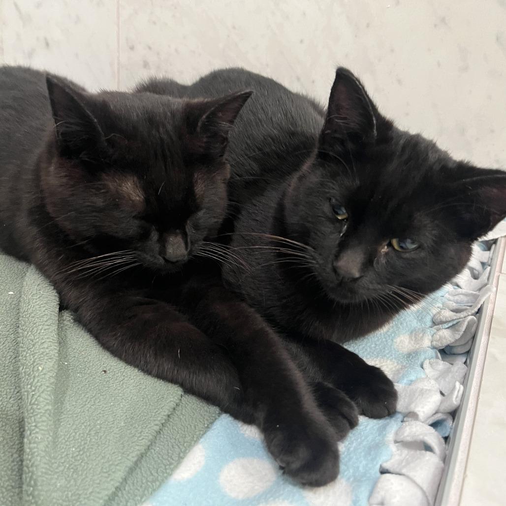 Enlarge Beetroot, a Adoptable mixed breed in Woodinville, WA image 4/6