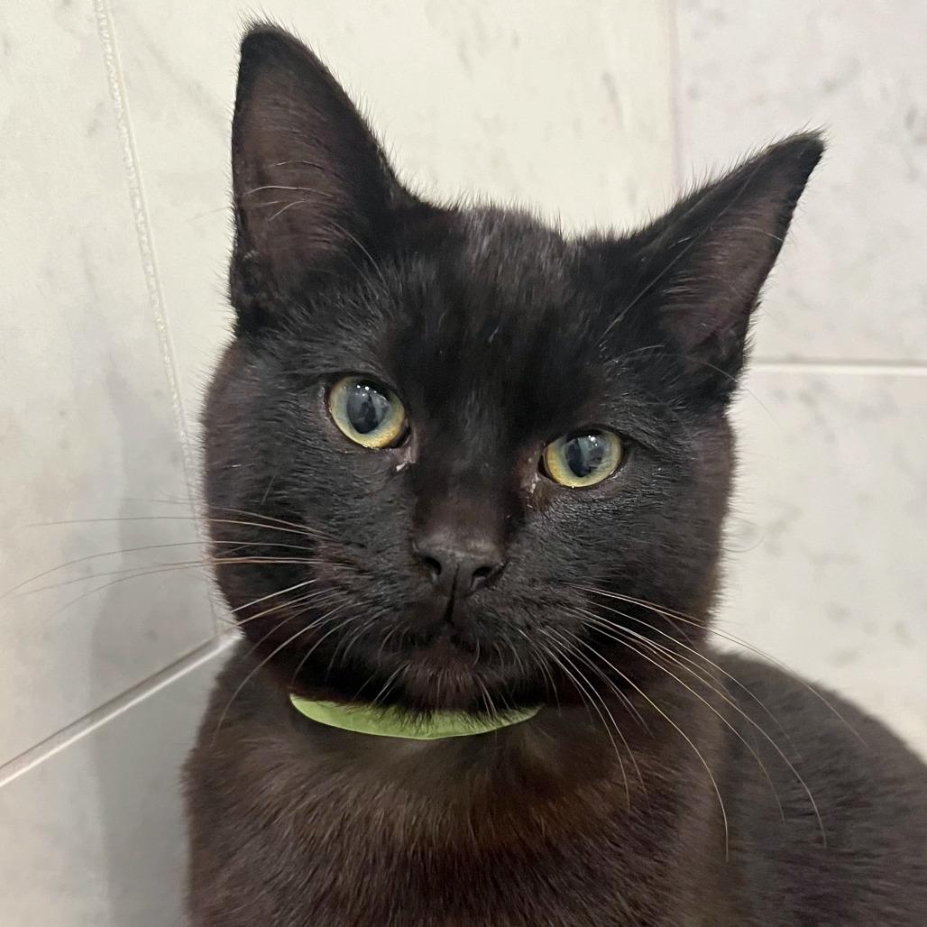 Enlarge Beetroot, a Adoptable mixed breed in Woodinville, WA image 5/6