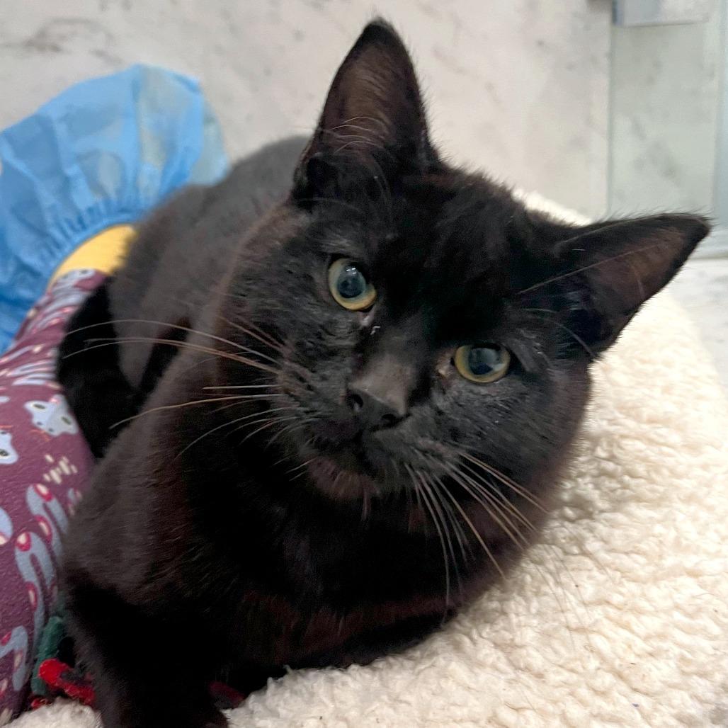 Enlarge Beetroot, a Adoptable mixed breed in Woodinville, WA image 6/6