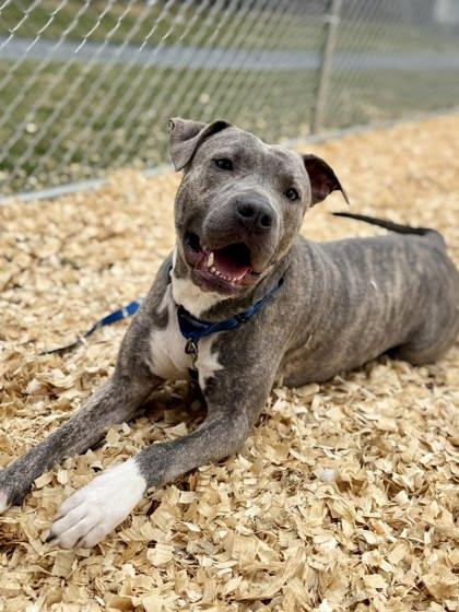 Bruno — thumbnail 2