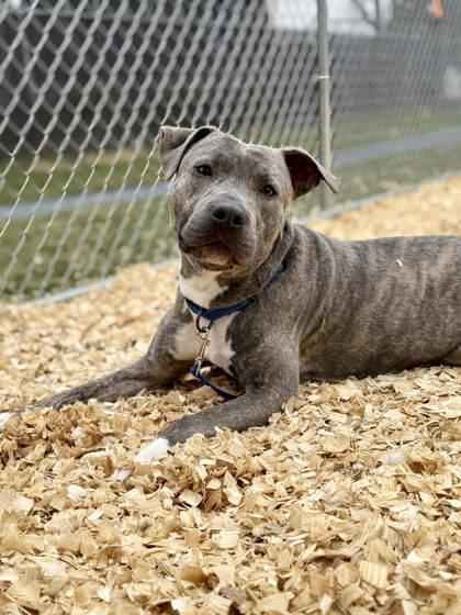 Bruno — thumbnail 3