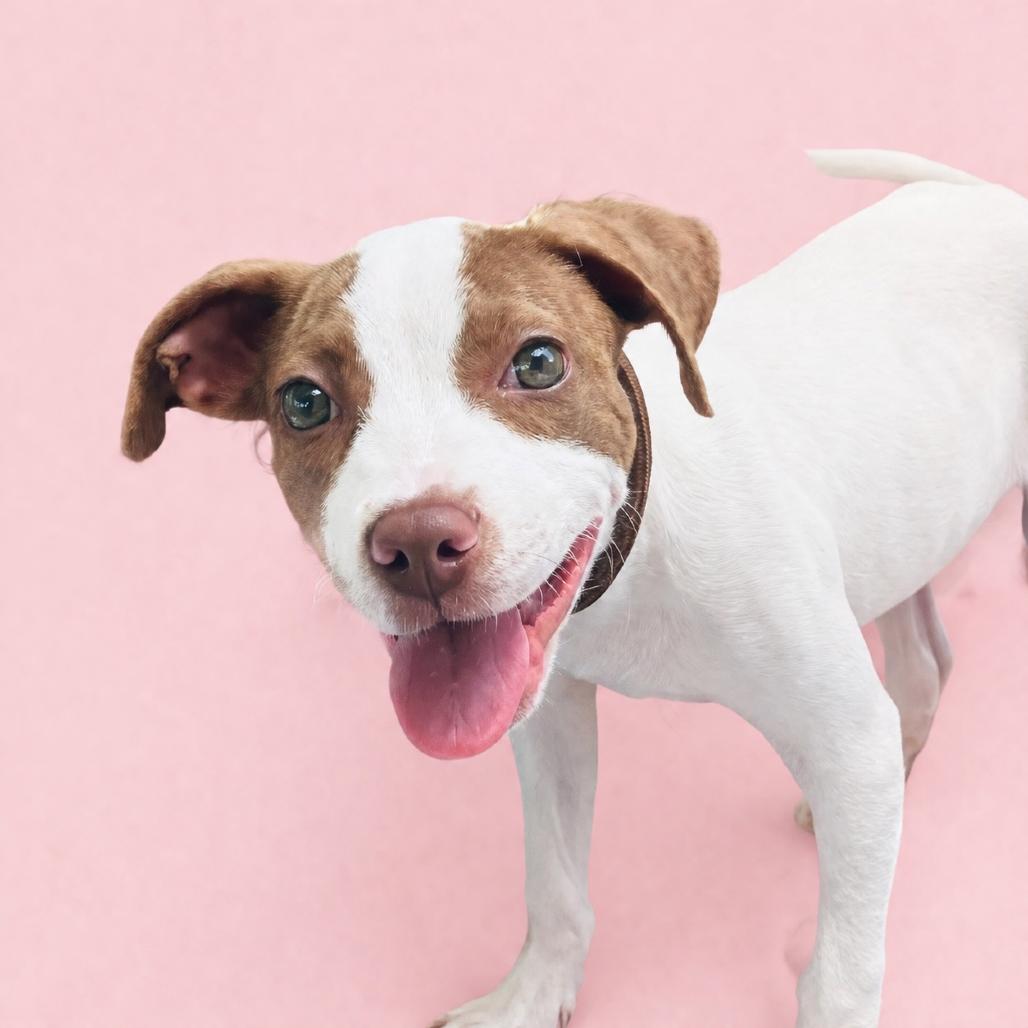 Sissy, a Adoptable Mixed Breed in Pulaski, TN image 1/6