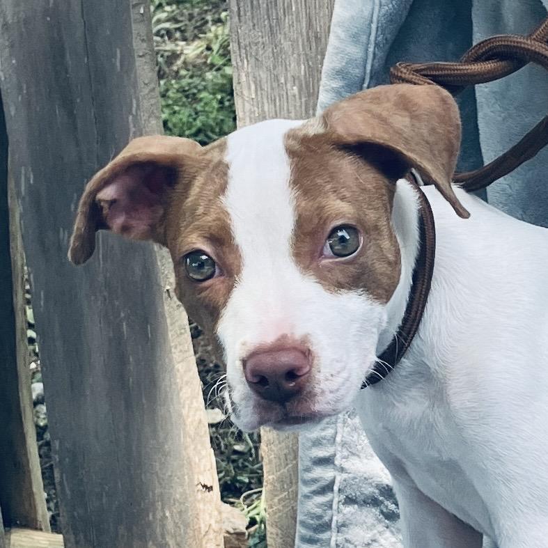 Sissy, a Adoptable Mixed Breed in Pulaski, TN image 2/6