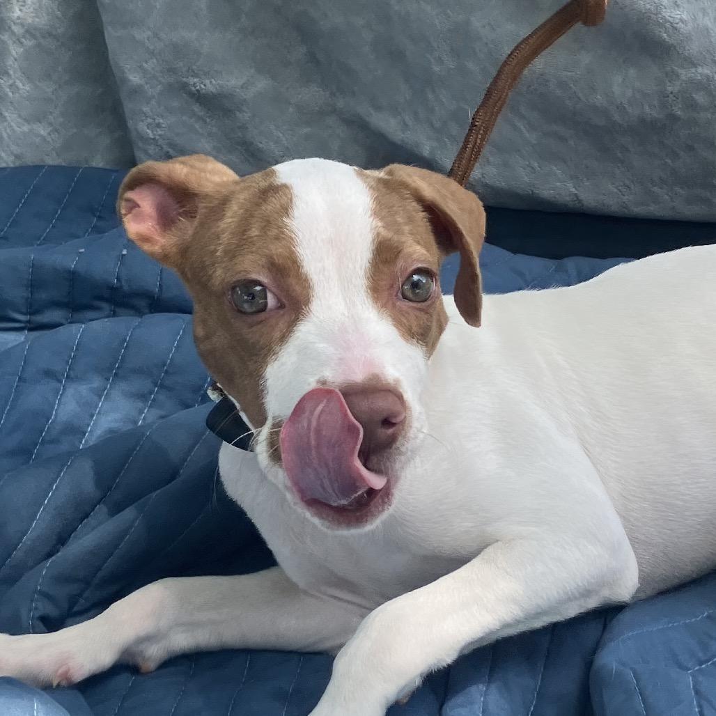 Sissy, a Adoptable Mixed Breed in Pulaski, TN image 3/6