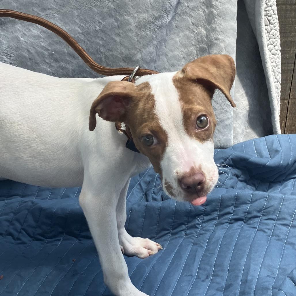 Sissy, a Adoptable Mixed Breed in Pulaski, TN image 4/6