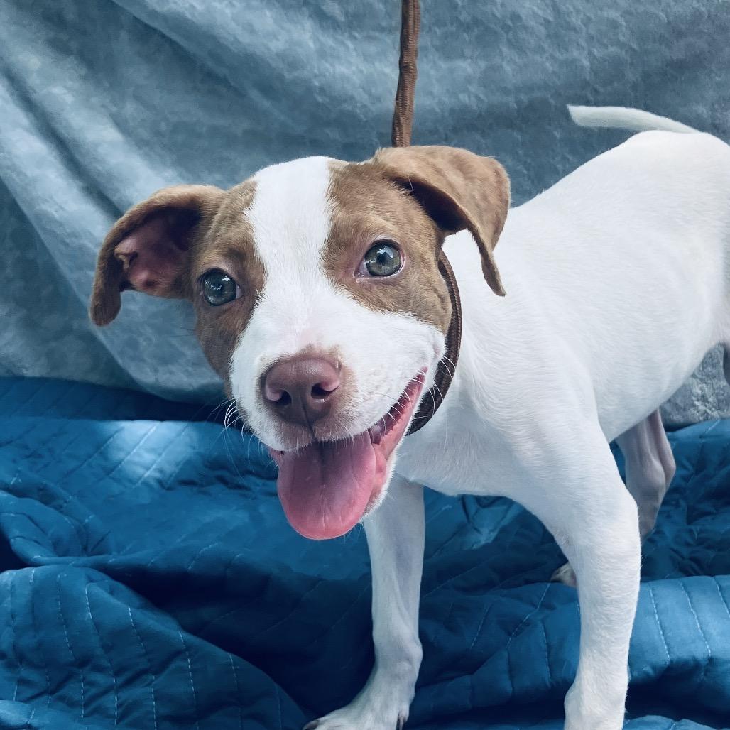 Sissy, a Adoptable Mixed Breed in Pulaski, TN image 5/6