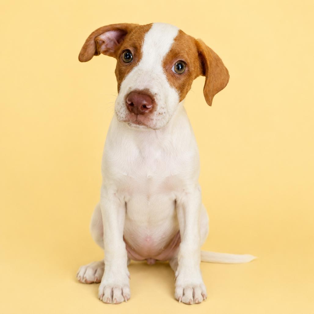 Sissy, a Adoptable Mixed Breed in Pulaski, TN image 6/6