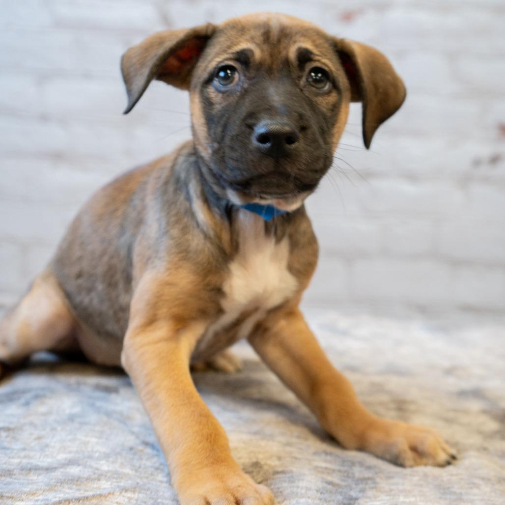 Enlarge Tuna, a Adoptable Pit Bull Terrier in Brainerd, MN image 1/2