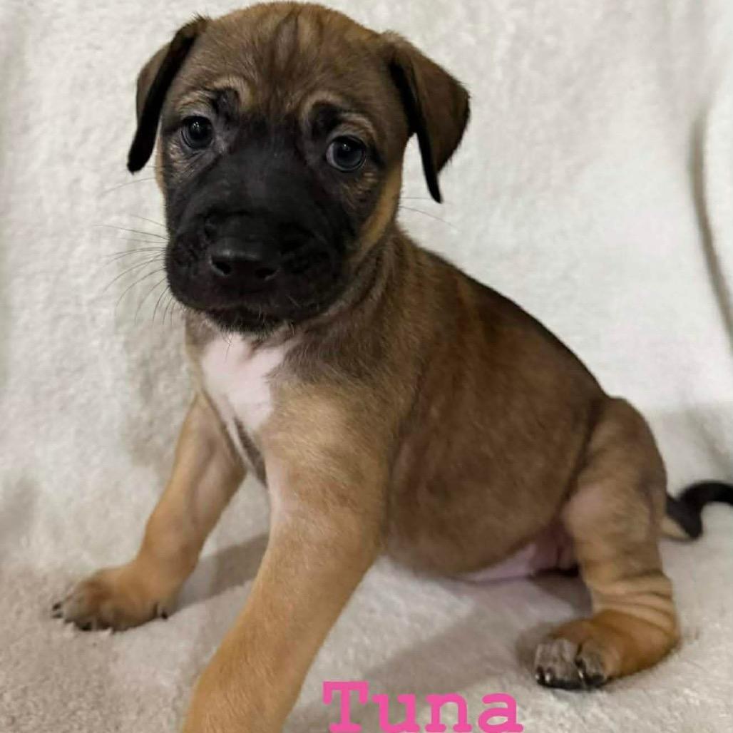 Enlarge Tuna, a Adoptable Pit Bull Terrier in Brainerd, MN image 2/2