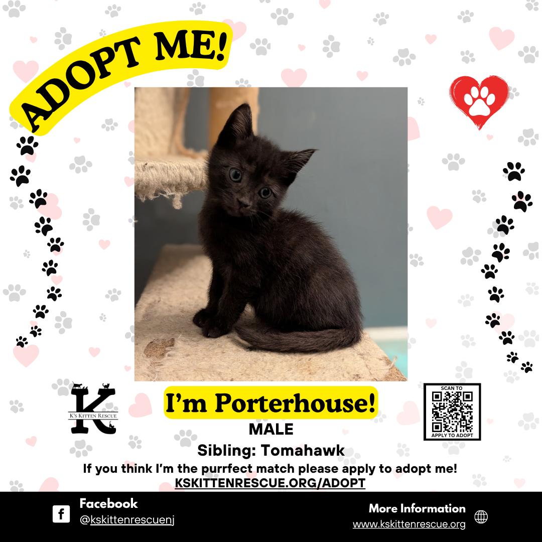Porterhouse, ADOPTABLE, Kitten Male Domestic Short Hair.