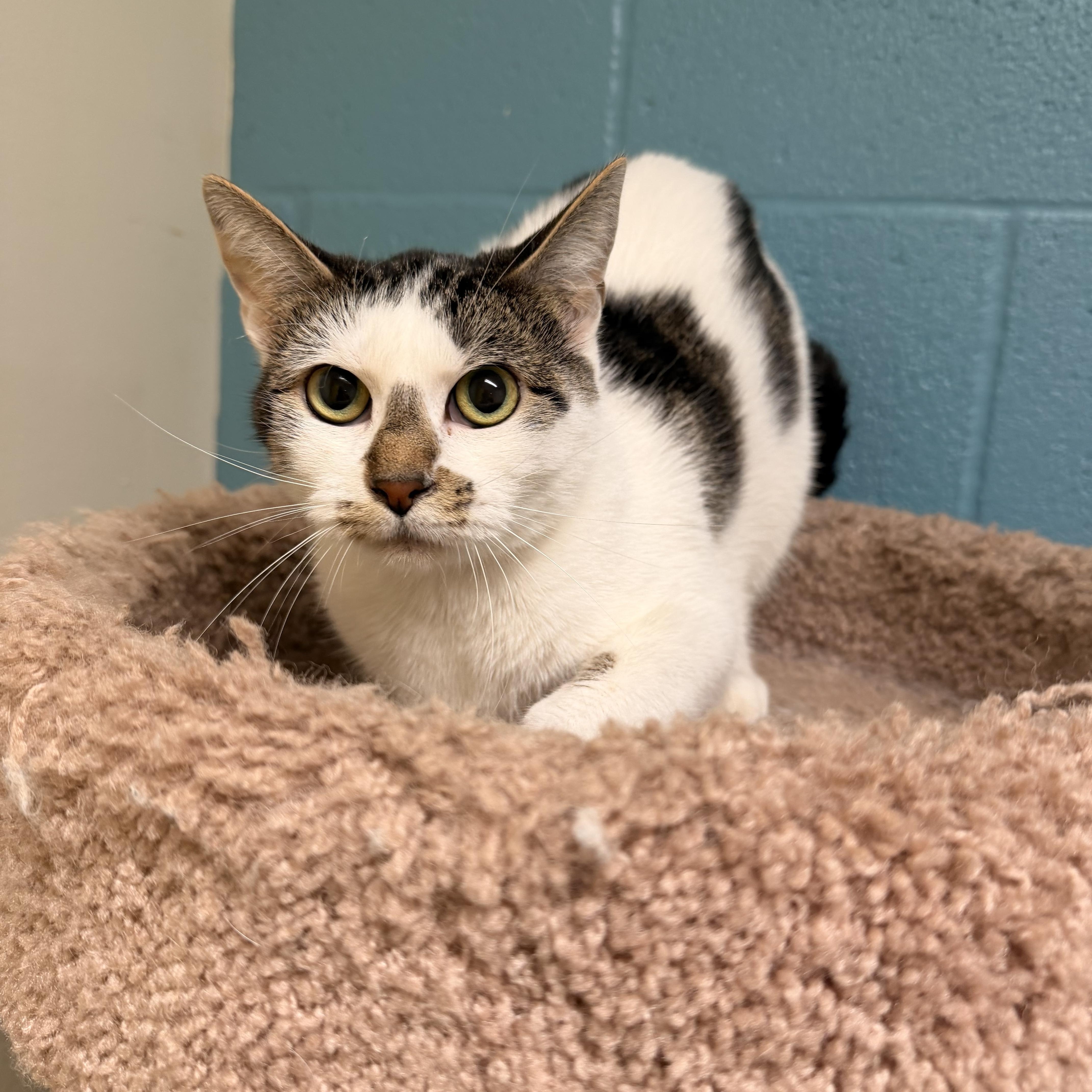 Sydnee, Adoptable, Adult Female Domestic Short Hair.