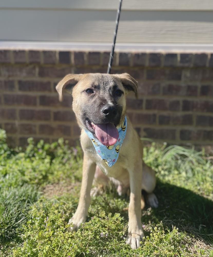 Dexter, Adoptable, Young Male Mixed Breed.