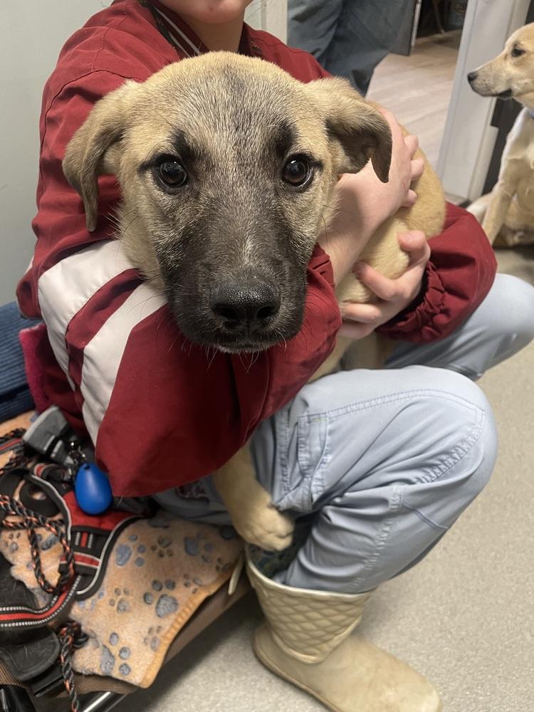 Enlarge Dexter, a Adoptable mixed breed in Dickson, TN image 2/2