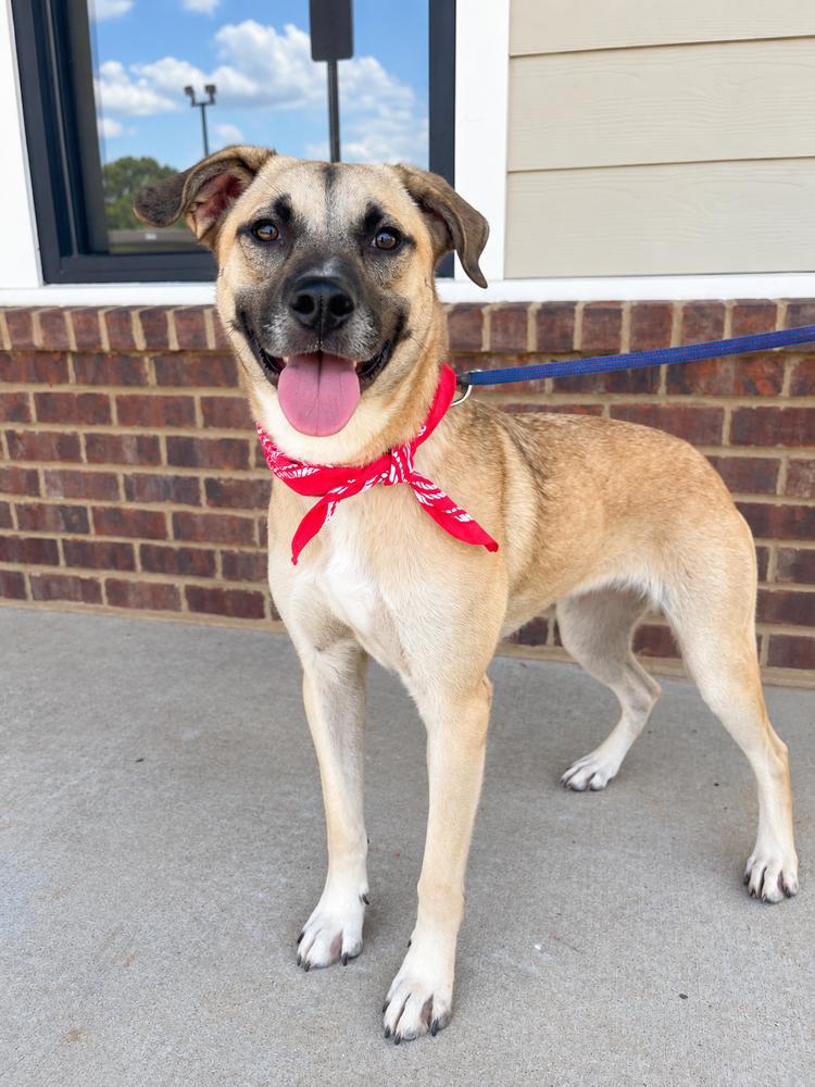 Enlarge Dexter, a Adoptable mixed breed in Dickson, TN image 3/3