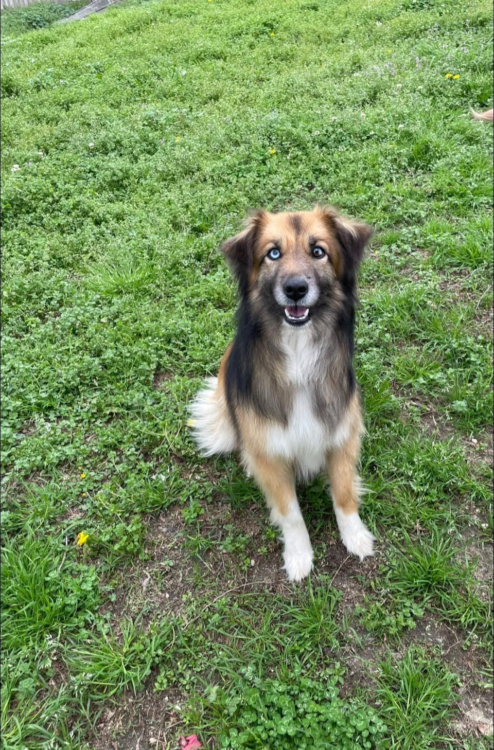 Enlarge “Sky”, a ADOPTABLE Australian Shepherd in Totowa, NJ image 1/4