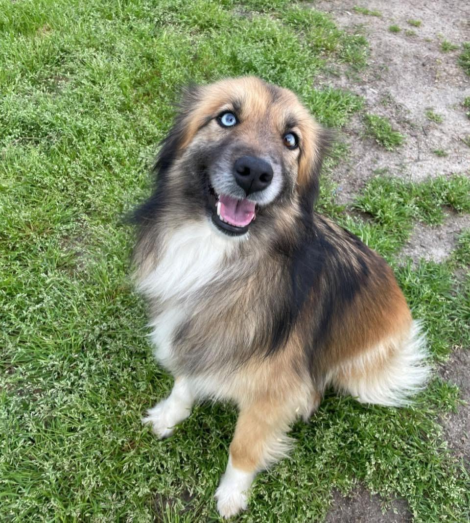 Enlarge “Sky”, a ADOPTABLE Australian Shepherd in Totowa, NJ image 2/4