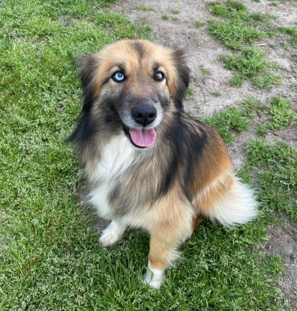 Enlarge “Sky”, a ADOPTABLE Australian Shepherd in Totowa, NJ image 4/4