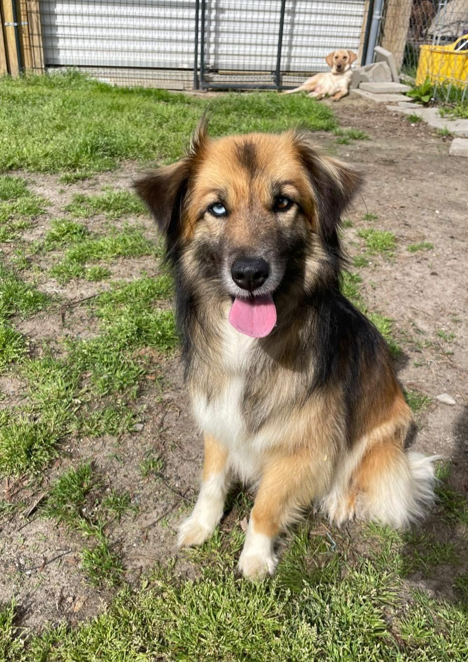 Enlarge “Sky”, a ADOPTABLE Australian Shepherd in Totowa, NJ image 3/4