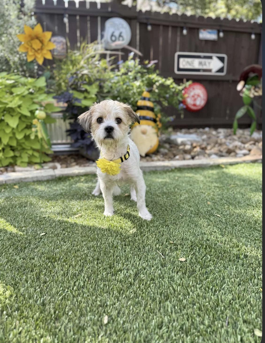 Enlarge Charlie, a Adoptable Shih Tzu in Clinton, CT image 3/5