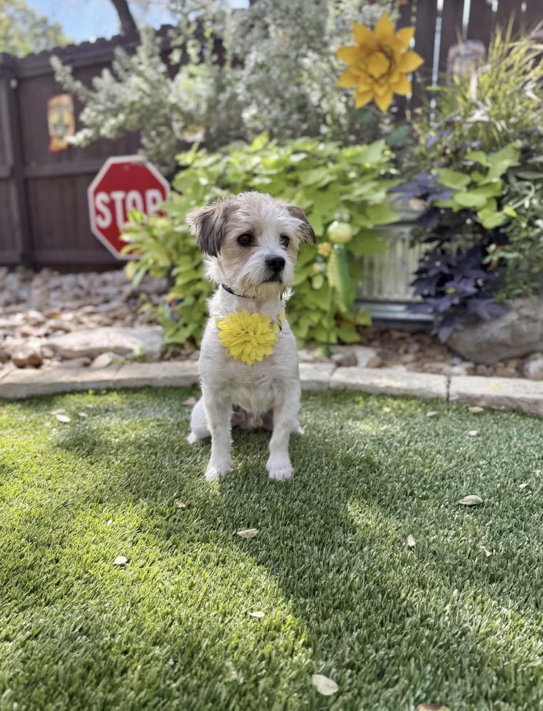 Enlarge Charlie, a Adoptable Shih Tzu in Clinton, CT image 2/5