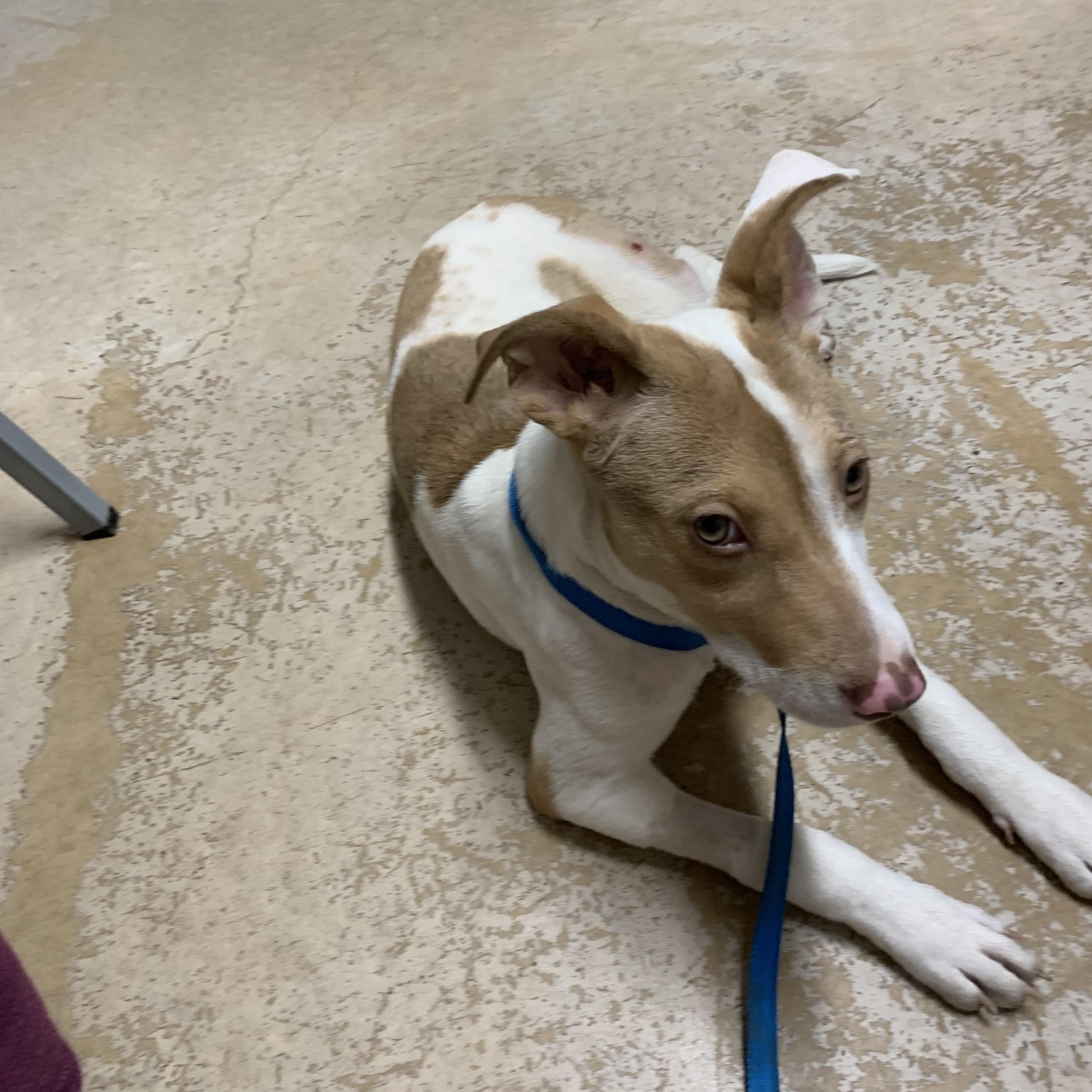 Enlarge Erin , a ADOPTABLE mixed breed in Beeville, TX image 2/3