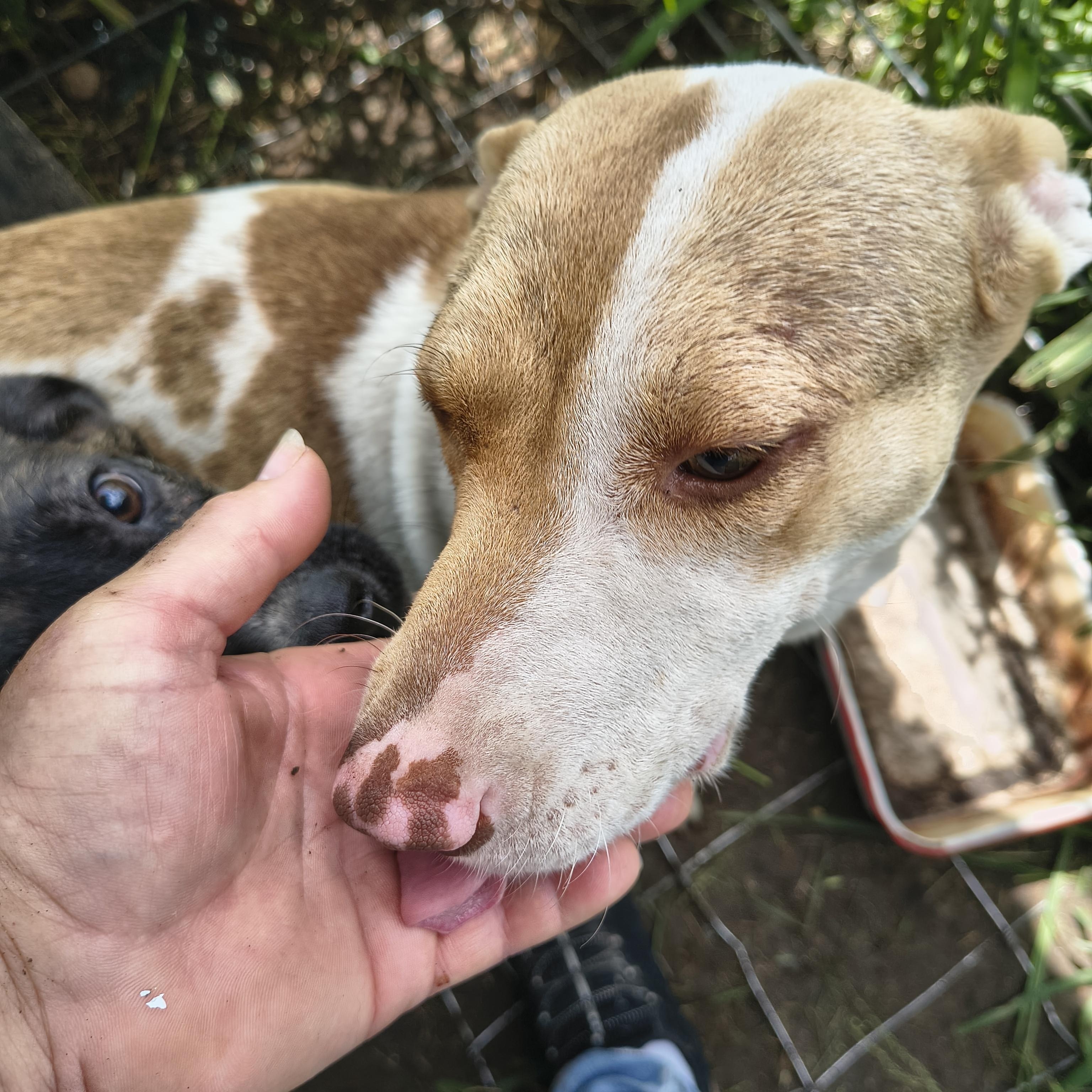 Enlarge Erin , a ADOPTABLE mixed breed in Beeville, TX image 2/4