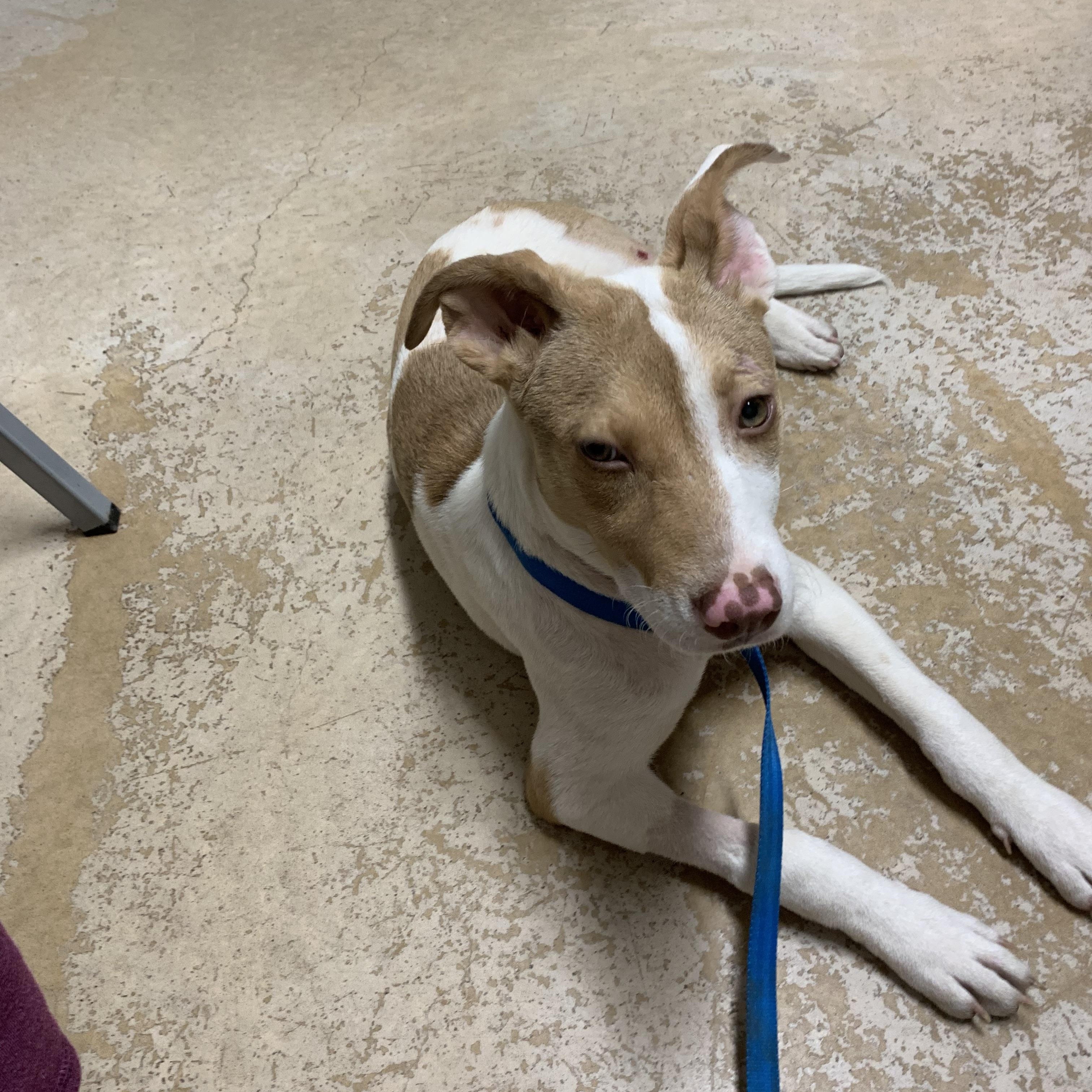 Erin , ADOPTABLE, Young Female Terrier.