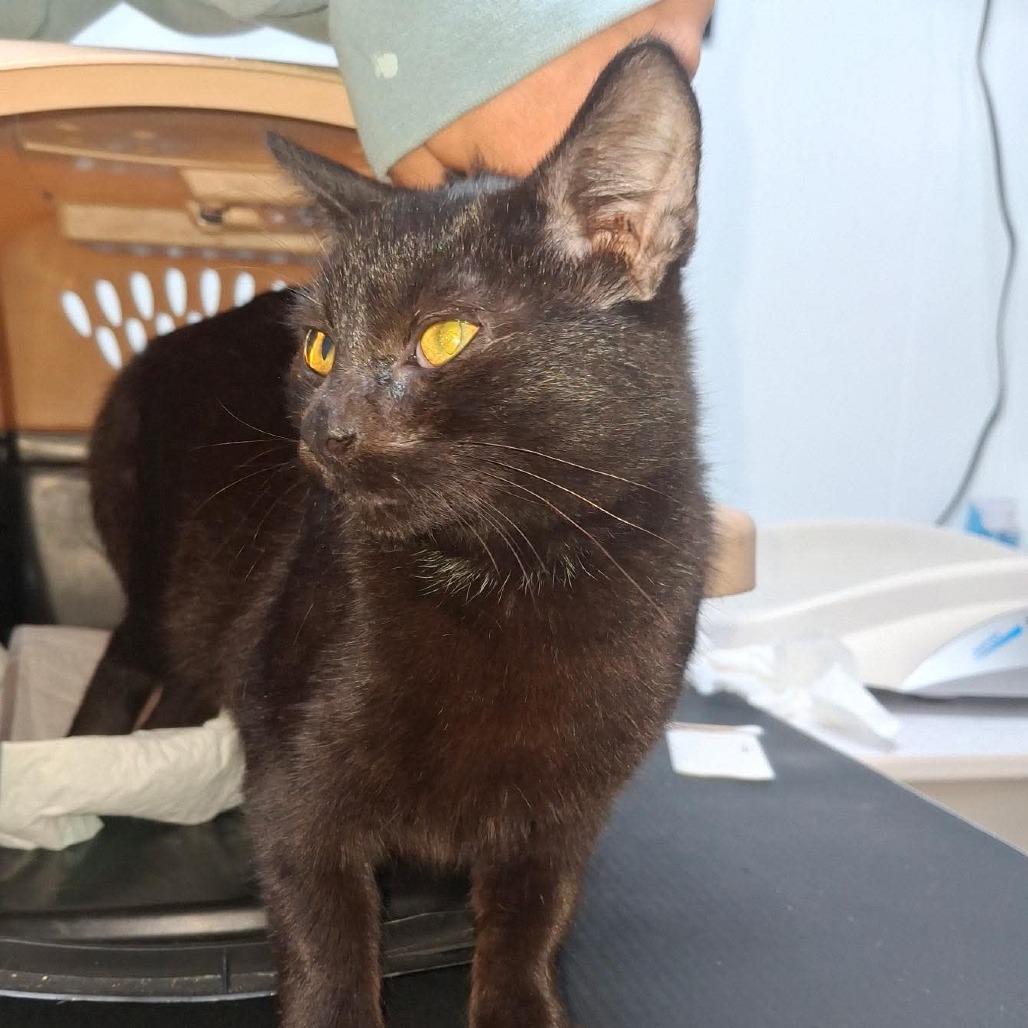 Enlarge Blinkie, a Adoptable Domestic Short Hair in Winchester, VA image 1/1