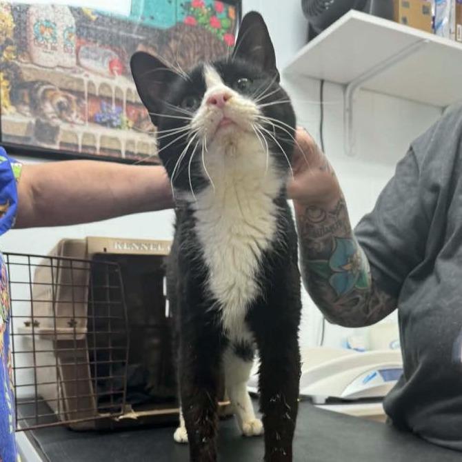 Enlarge Sylvester 4, a Adoptable Domestic Short Hair in Winchester, VA image 1/2