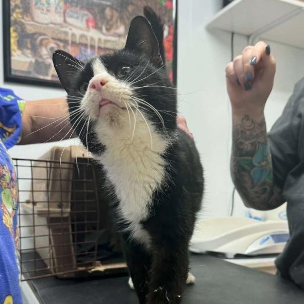 Enlarge Sylvester 4, a Adoptable Domestic Short Hair in Winchester, VA image 2/2