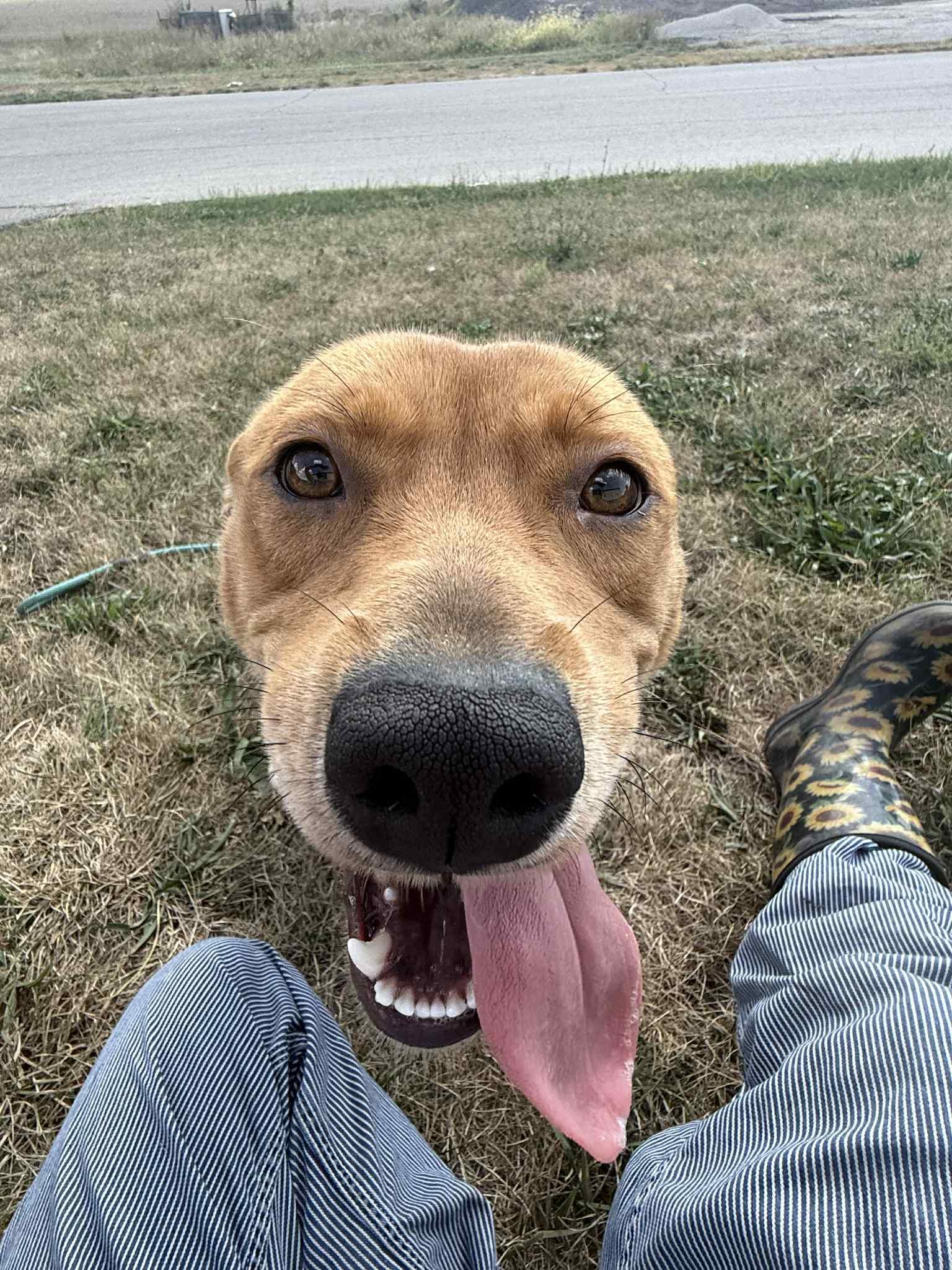 Enlarge Roxie, a Adopted mixed breed in Tremont, IL image 1/3