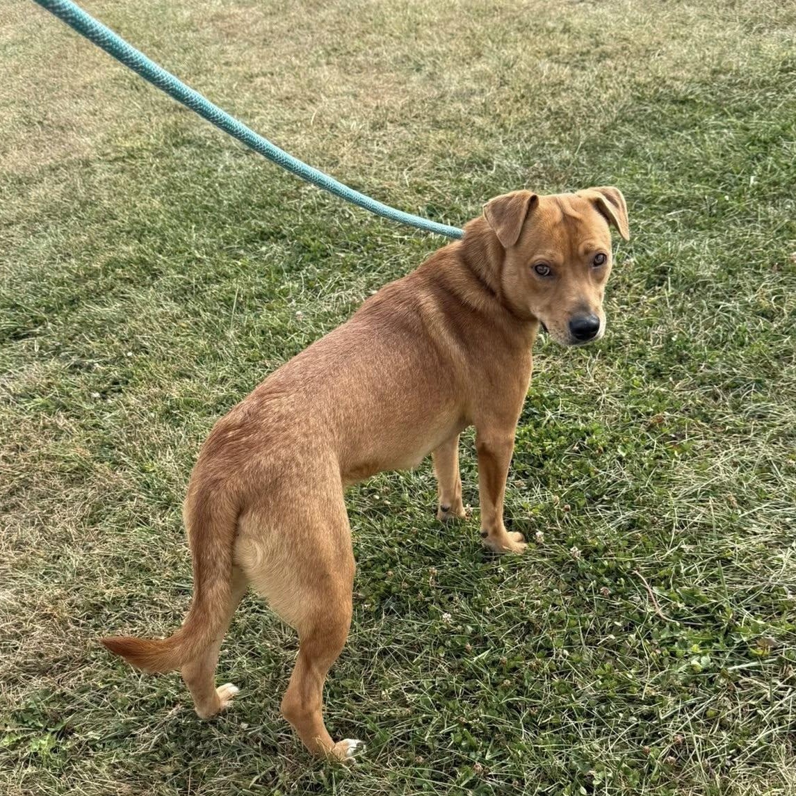 Enlarge Roxie, a Adopted mixed breed in Tremont, IL image 3/3