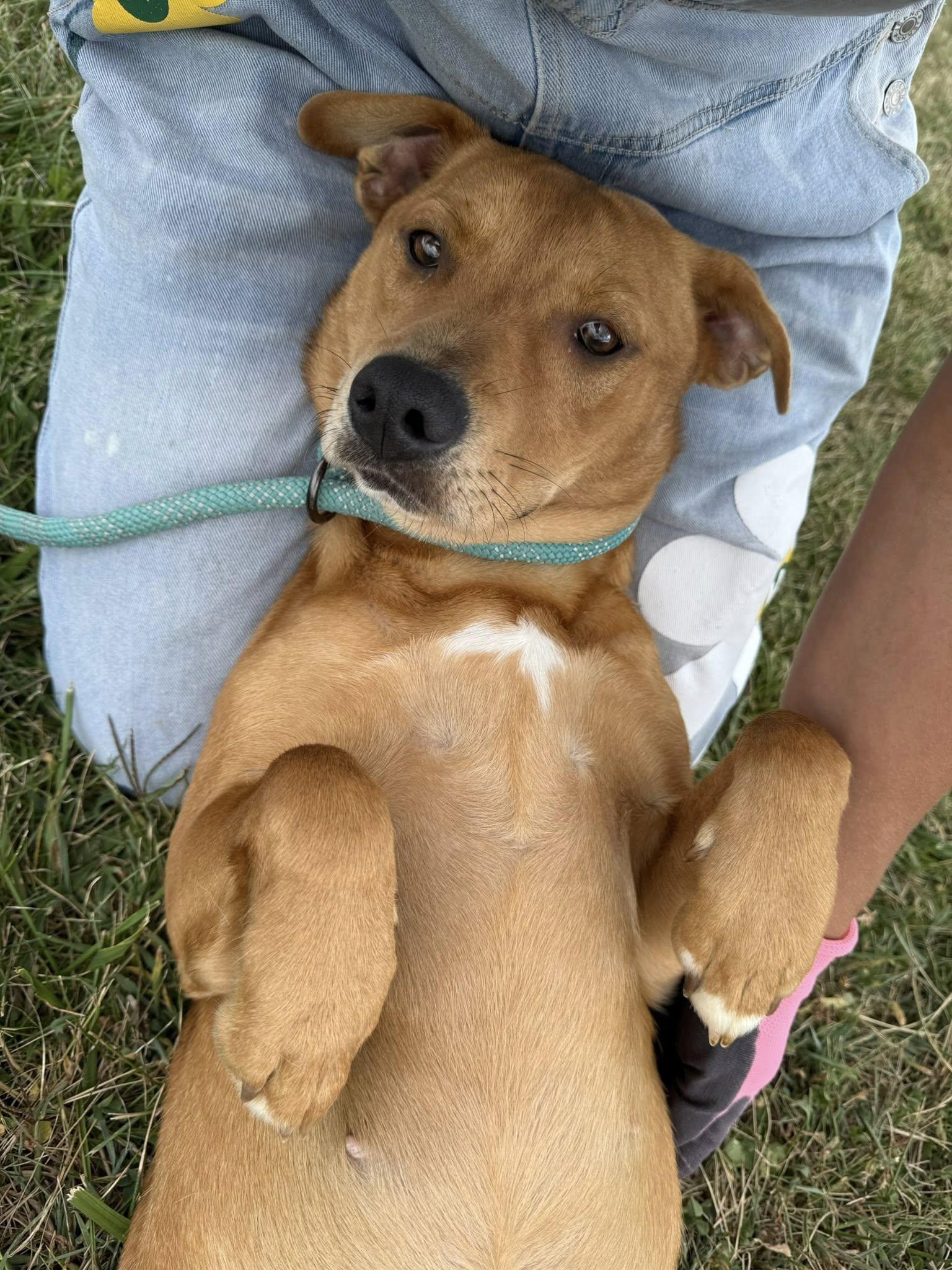 Enlarge Roxie, a Adopted mixed breed in Tremont, IL image 2/3