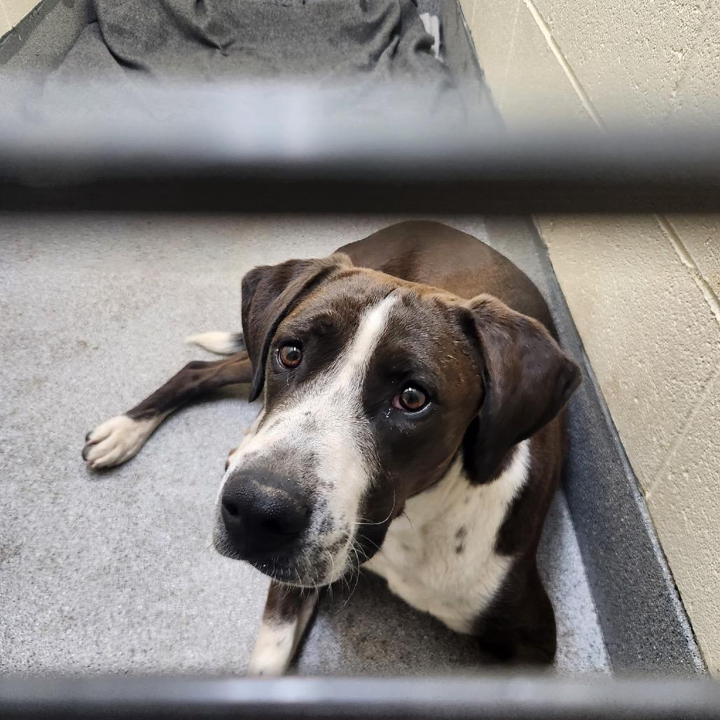 Duke, Adoptable, Adult Male Mixed Breed.
