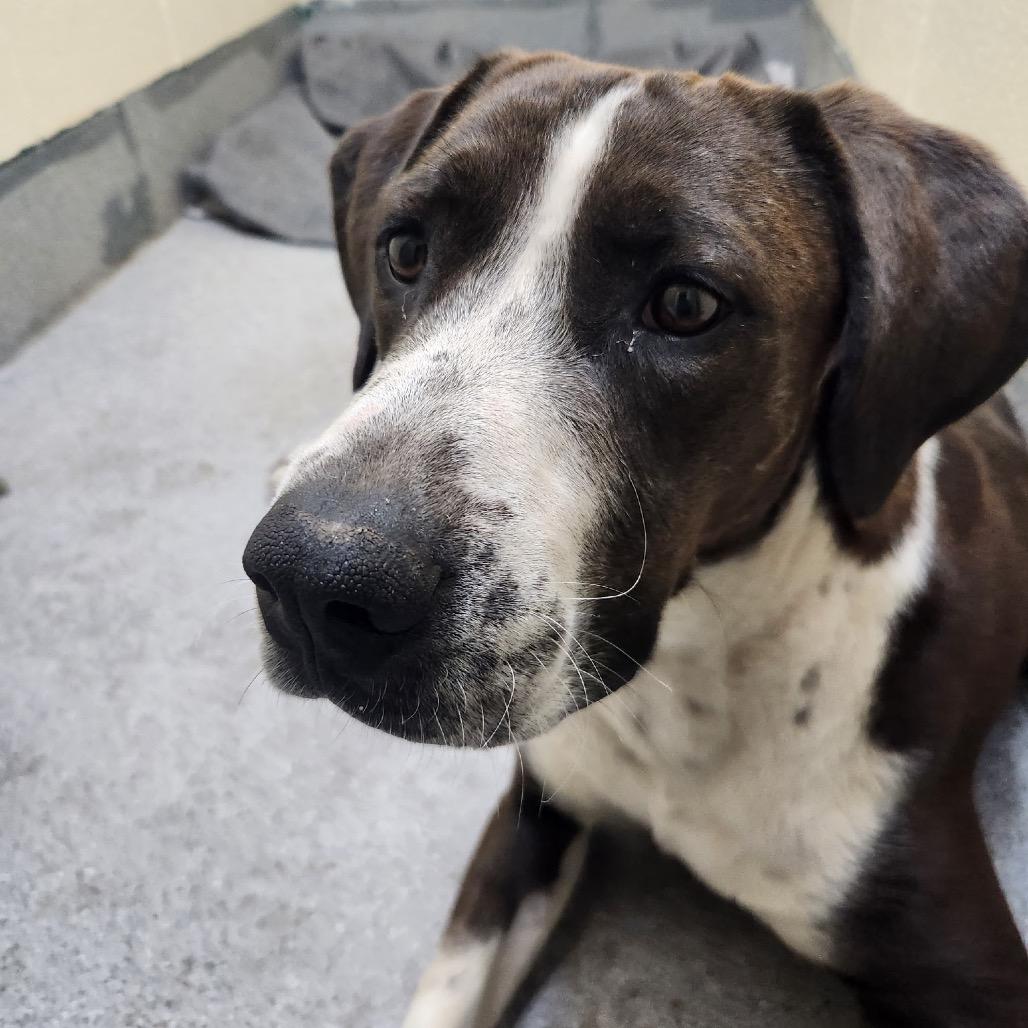 Enlarge Duke, a Adoptable Mixed Breed in Cedaredge, CO image 2/2
