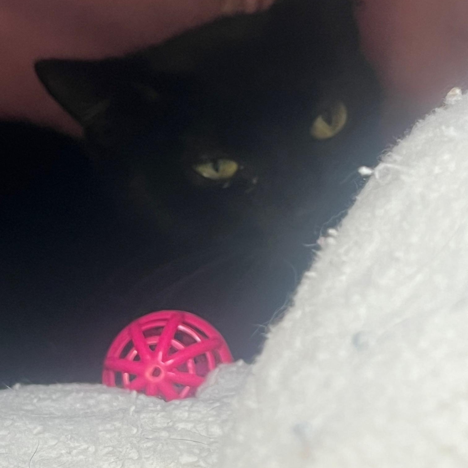 Kay, adoptable, Young Female Domestic Short Hair.