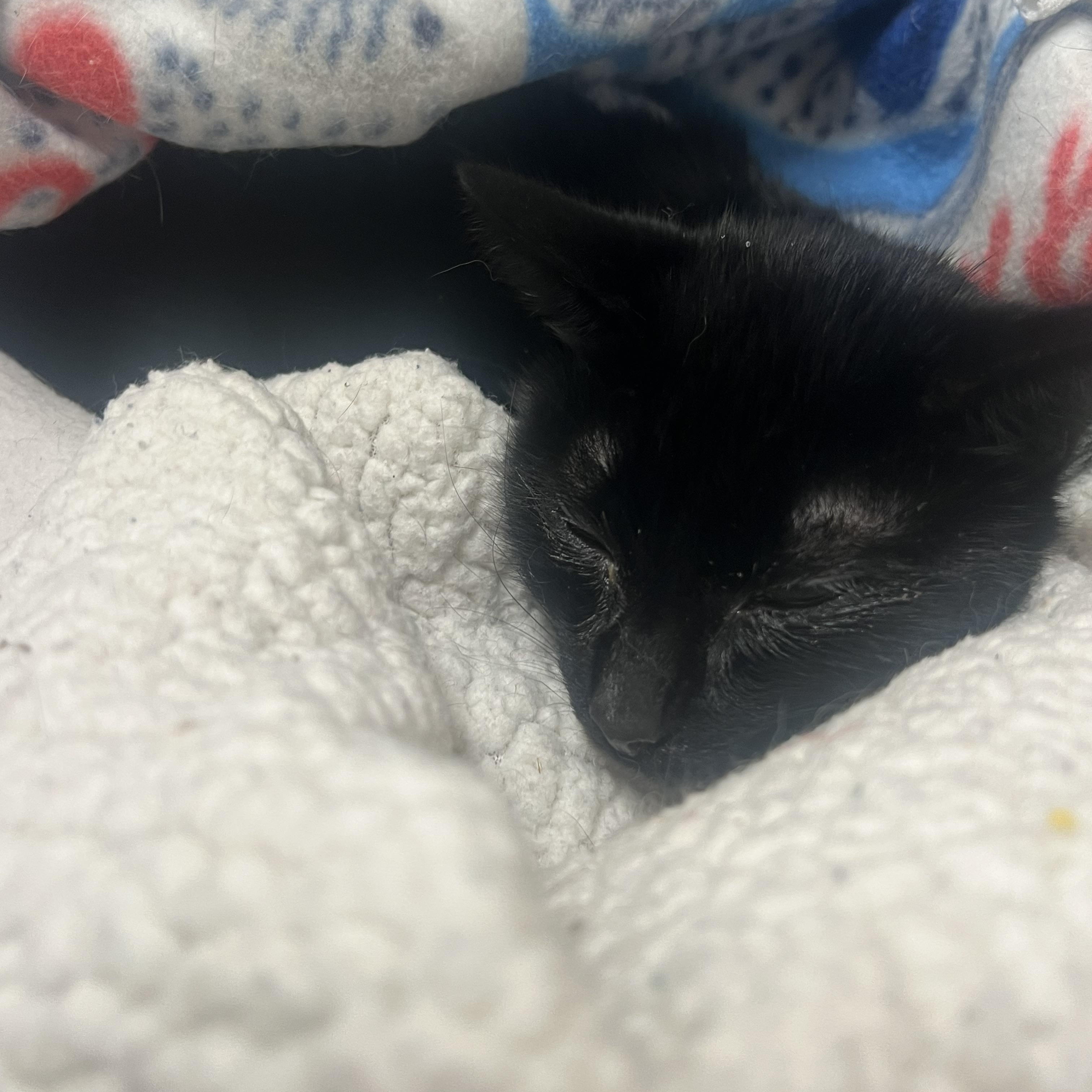 Enlarge Kay, an adoptable mixed breed in Salem, NH image 3/3