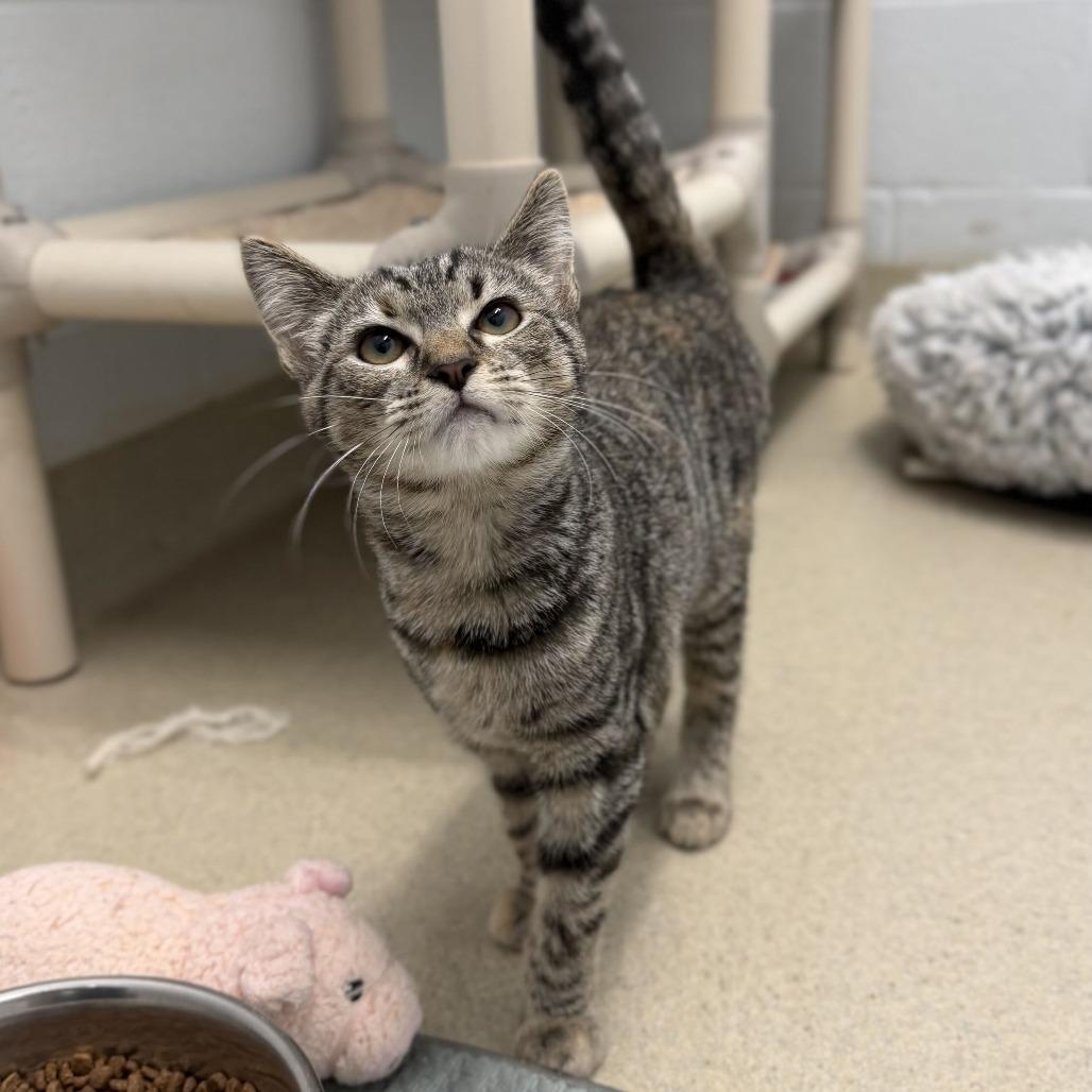 Semora, Adoptable, Kitten Female Domestic Short Hair.