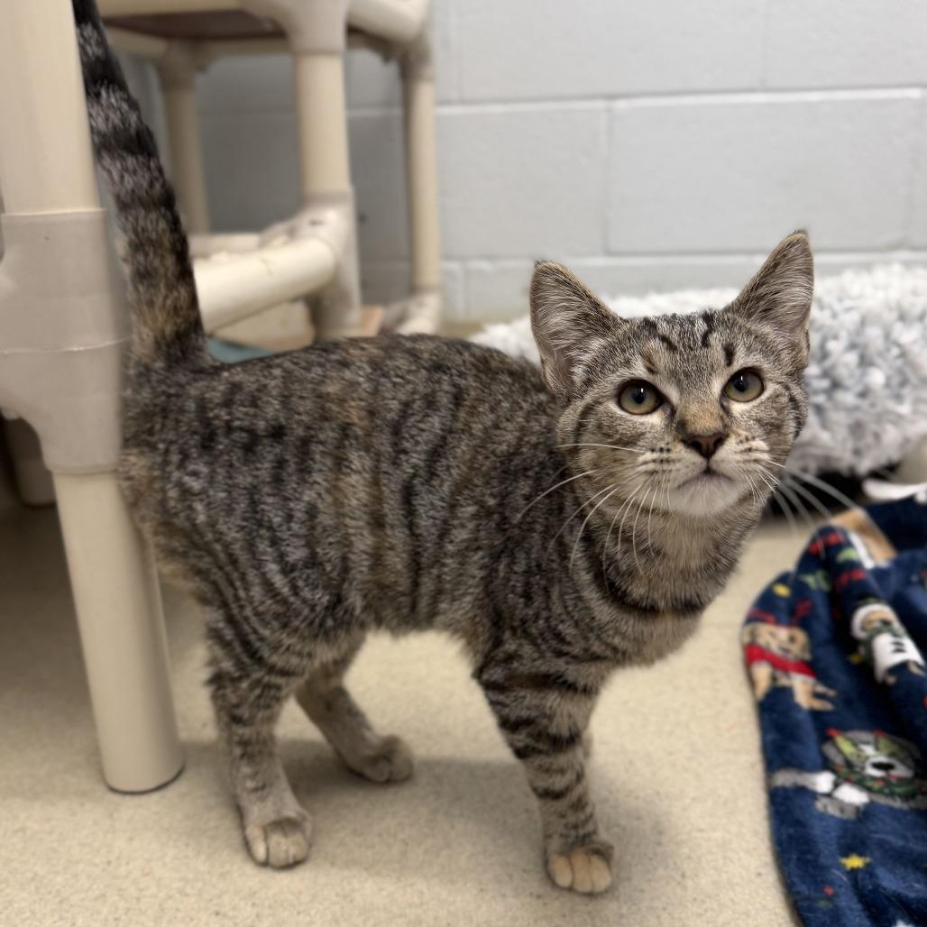 Enlarge Semora, a Adoptable Domestic Short Hair in Marshall, VA image 2/2